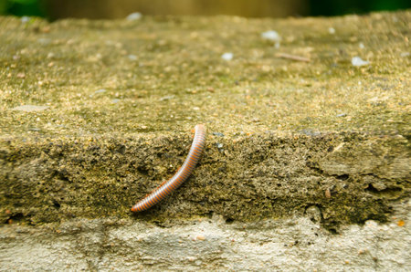 The ecosystem (Ecosystem) is a structural relation between organism with the surroundings where these creatures live.の写真素材