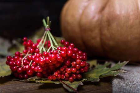 pumpkin lying on a wooden table with leaves, viburnumの写真素材