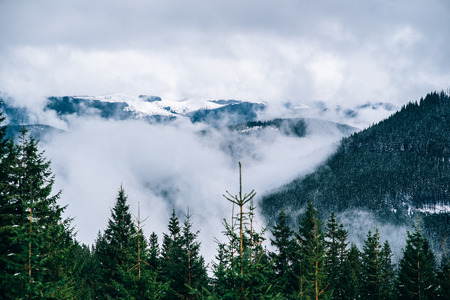 Carpathian mountains in the fog in the background of the forestの写真素材