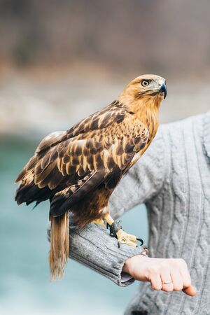 the eagle sits on the hand of man, a predator on the huntの写真素材