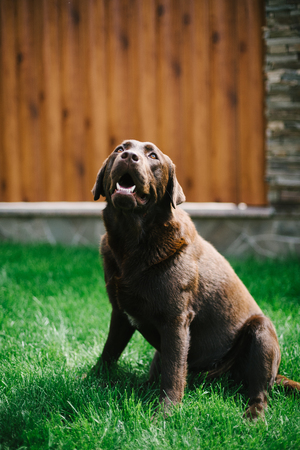 the Majorcan shepherd dog on the grass court in the background of a wooden fenceの写真素材