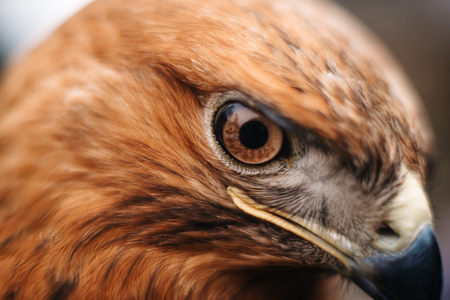 sight of a bird of prey close up