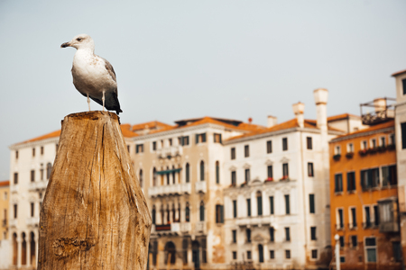 a bird gull sits on a log against the backdrop of Venetian housesの写真素材