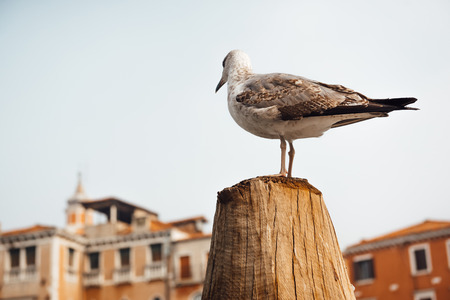 A bird gull sits on a log against the backdrop of Venetian housesの写真素材