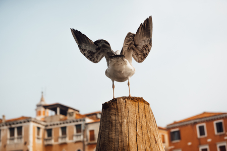 a bird gull sits on a log against the backdrop of Venetian housesの写真素材