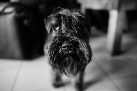 black terrier next to a manの写真素材