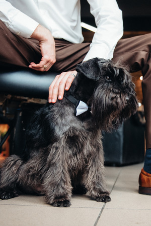 black terrier next to a manの写真素材