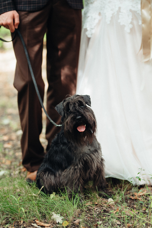 black terrier next to a manの写真素材