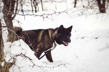 Alaskan Malamute dark color in the natural environment walking in the snowの写真素材