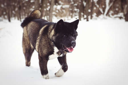 Alaskan Malamute dark color in the natural environment walking in the snowの写真素材