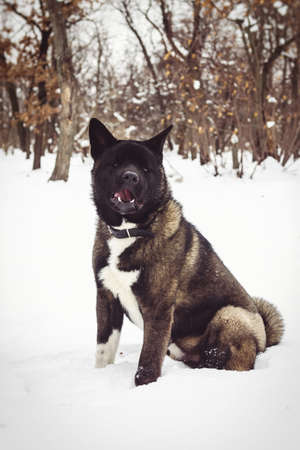 Alaskan Malamute dark color in the natural environment walking in the snowの写真素材