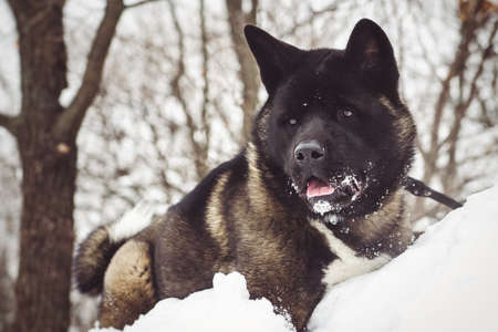 Alaskan Malamute dark color in the natural environment walking in the snowの写真素材