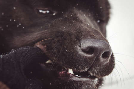 Alaskan Malamute dark color in the natural environment walking in the snowの写真素材