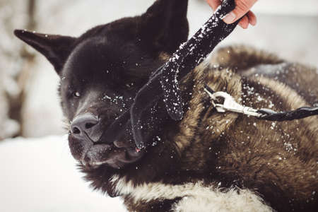 Alaskan Malamute dark color in the natural environment walking in the snowの写真素材
