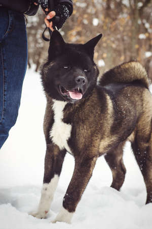 Alaskan Malamute dark color in the natural environment walking in the snowの写真素材