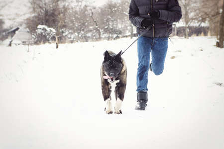Alaskan Malamute dark color in the natural environment walking in the snowの写真素材
