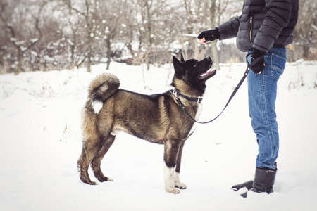 Alaskan Malamute dark color in the natural environment walking in the snowの写真素材