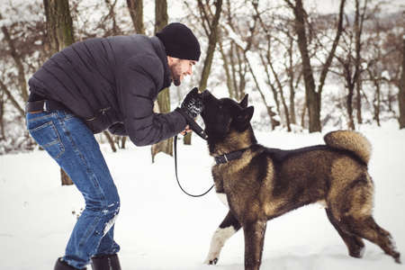 A man in a jacket and a knitted hat walks through a snowy forest with an American Akita dogの写真素材
