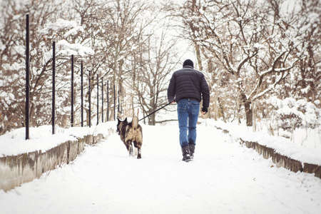 A man in a jacket and a knitted hat walks through a snowy forest with an American Akita dogの写真素材