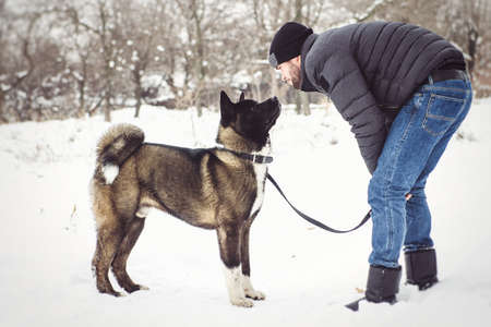 A man in a jacket and a knitted hat walks through a snowy forest with an American Akita dogの写真素材