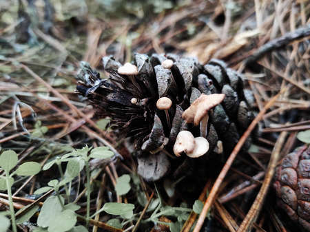 autumn mushrooms on the ground in a pine forest, after rainの写真素材