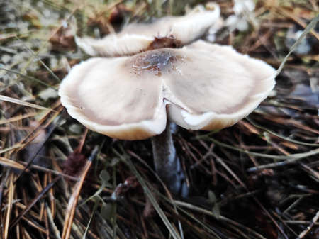 autumn mushrooms on the ground in a pine forest, after rainの写真素材