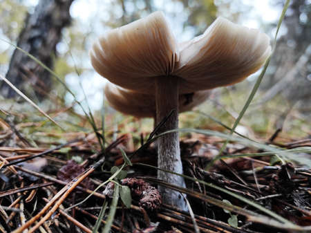 autumn mushrooms on the ground in a pine forest, after rainの写真素材