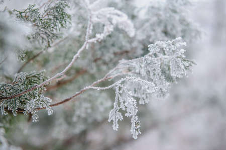 frost and snow on green needles of forest fir treesの写真素材