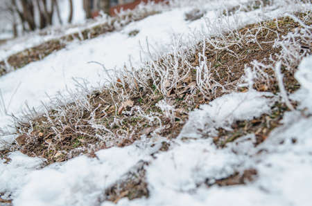 frost and snow on dry forest bushes and seedsの写真素材