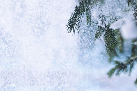 frost and snow on green needles of forest fir treesの写真素材