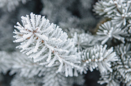 frost and snow on green needles of forest fir treesの写真素材