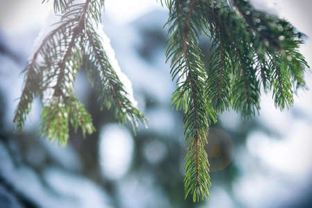 frost and snow on green needles of forest fir treesの写真素材