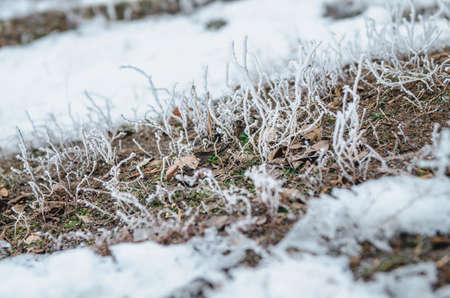 frost and snow on dry forest bushes and seedsの写真素材