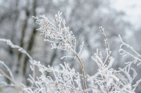 frost and snow on dry forest bushes and seedsの写真素材