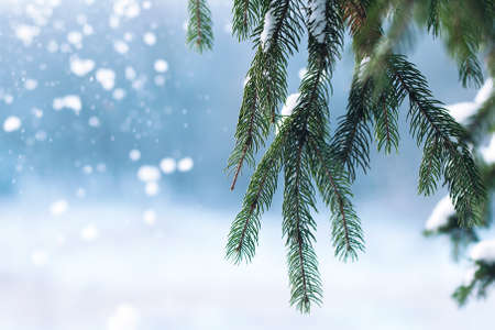 frost and snow on green needles of forest fir treesの写真素材