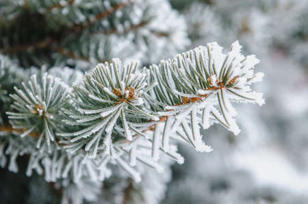frost and snow on green needles of forest fir treesの写真素材