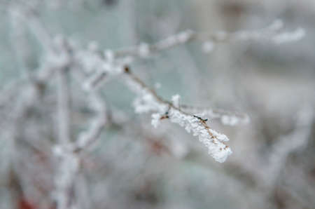 frost and snow on dry forest bushes and seedsの写真素材