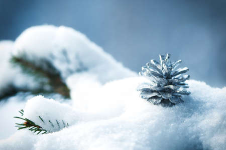 frost and snow on green needles of forest fir treesの写真素材