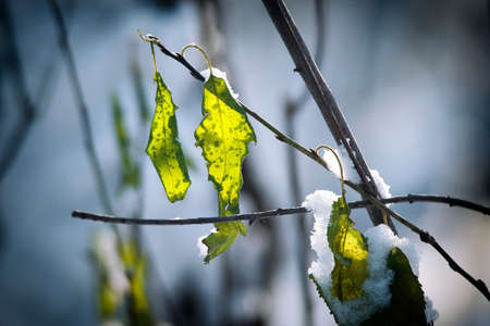 frost and snow on dry forest bushes and seedsの写真素材