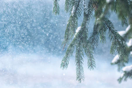 frost and snow on green needles of forest fir treesの写真素材