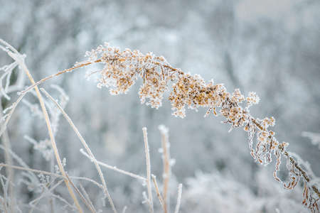 frost and snow on dry forest bushes and seedsの写真素材