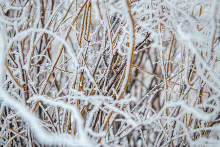frost and snow on dry forest bushes and seedsの写真素材