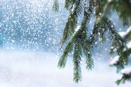 frost and snow on green needles of forest fir treesの写真素材