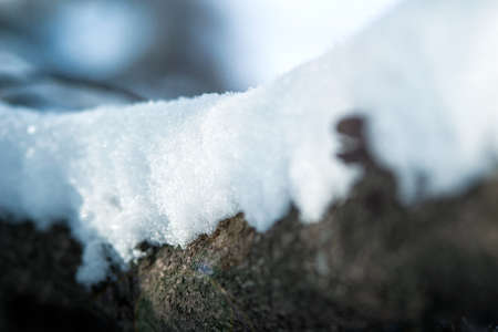 frost and snow on dry forest bushes and seedsの写真素材