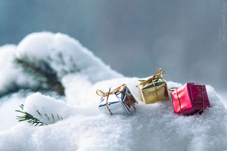 frost and snow on green needles of forest fir treesの写真素材