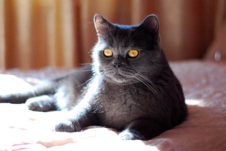 a gray cat of British or Scottish breed lies on the bed in the light from the windowの写真素材