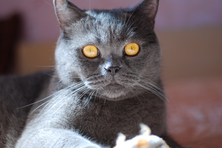 a gray cat of British or Scottish breed lies on the bed in the light from the windowの写真素材