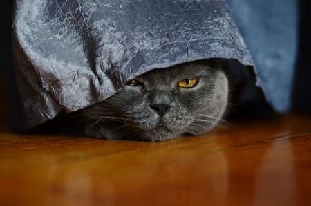 a gray cat of British or Scottish breed lies on the bed in the light from the windowの写真素材