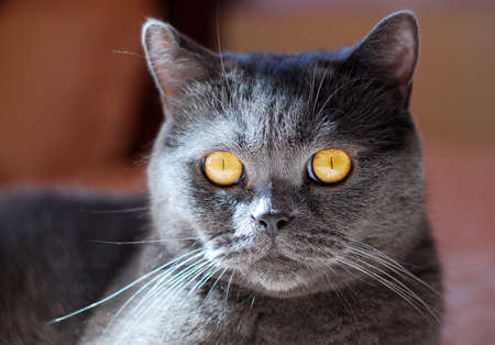 a gray cat of British or Scottish breed lies on the bed in the light from the windowの写真素材