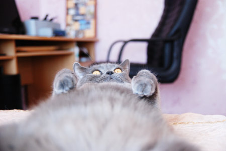 a gray cat of British or Scottish breed lies on the bed in the light from the windowの写真素材